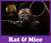 Rats-and-Mice-1.png