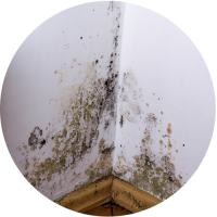 Damp and mould on a wall flagged in a Home Building Survey