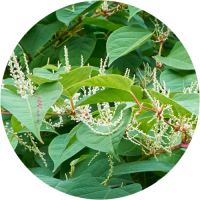 Japanese Knotweed in a garden flagged in a Home Building Survey