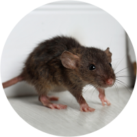 Rat Infestation flagged in a Home Building Survey