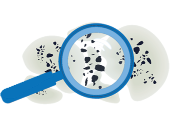 A magnifying glass over damp and mould on a wall. Do House Surveyors Check For Damp? SAM conveyancing explain how surveyors test for damp in a home survey