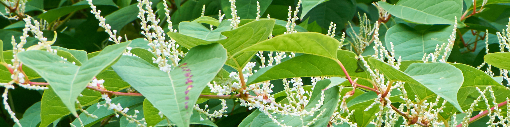 Do surveyors check for Japanese knotweed in garden doing RICS survey