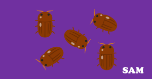 Should I Buy a House With Deathwatch Beetle Should I Buy a House With Deathwatch Beetle
