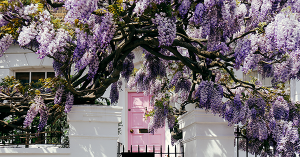 Can Wisteria Cause Subsidence?