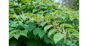 Do surveyors check for Japanese knotweed Do surveyors check for Japanese knotweed