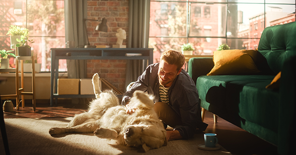 Man playing with his golden retriever pet inside flat. SAM Conveyancing's guide on leasehold no pets clauses