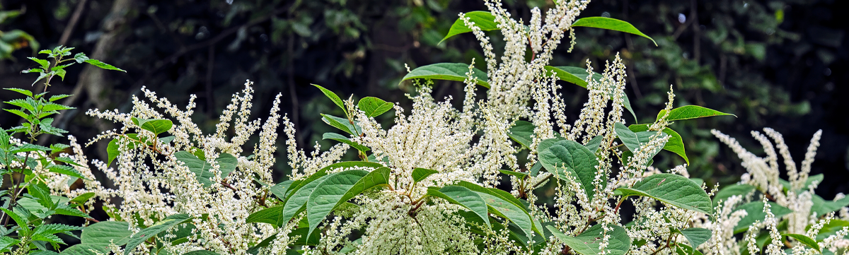 A picture of invasive Japanese knotweed