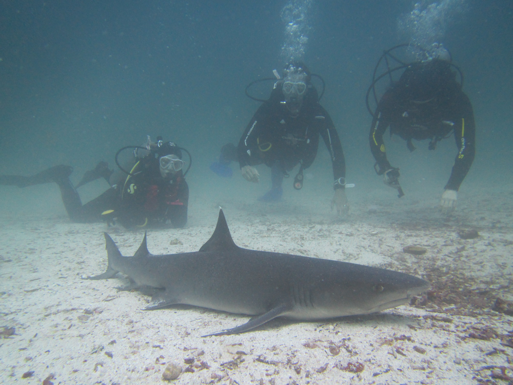 Andrew and Claudine with a Black Tip Shark