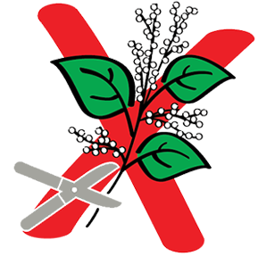 A picture Japanese Knotweed with cutters and a sign saying do not remove