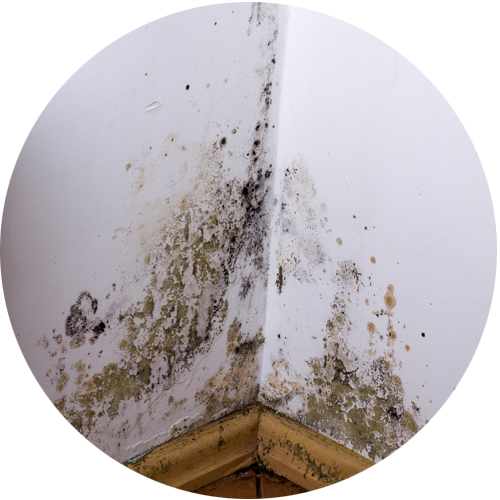 Damp and mould on a wall flagged in a Home Building Survey