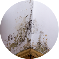 Damp and mould on a wall flagged in a Home Building Survey