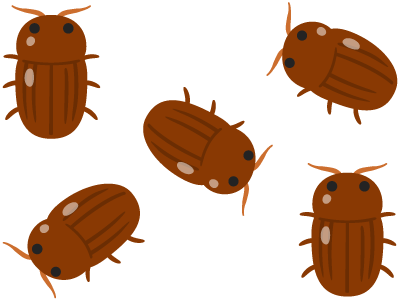 Five deathwatch beetles. SAM Conveyancing answers 'should i buy a house with deathwatch beetle?'