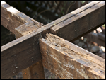 Dry and Wet Rot