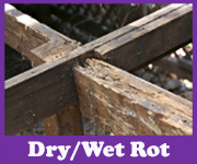 Dry and Wet Rot | House survey problems