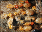 Infestations