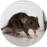 Rat Infestation flagged in a RICS Home Survey from SAM Conveyancing