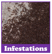 Infestations | House survey problems