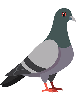 A feral pigeon that could cause structural damage. A SAM Conveyancing's guide to pigeon guano.