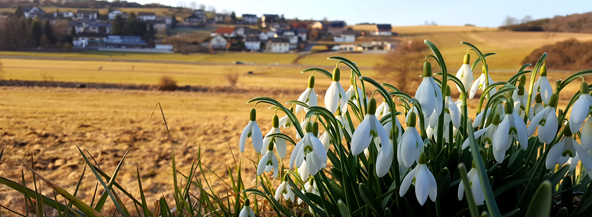 Flowers thawing with house in the background. SAM Conveyancing's Housing Market Report for January 2026.