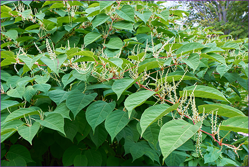 Japanese Knotweed Removal Cost