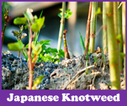 Japanese Knotweed