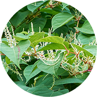 Japanese Knotweed in a garden flagged in a RICS Home Survey from SAM Conveyancing