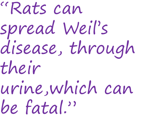 Rat-infestation