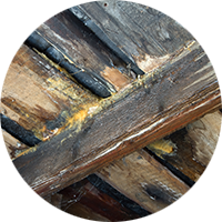 Damp joists causing a sagging or springy floor, flagged in a RICS Home Survey from SAM Conveyancing