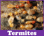 Termites