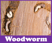 Woodworm