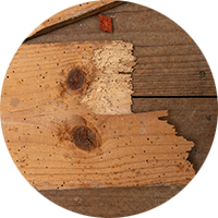Woodworm compromising structural timbers flagged in a RICS Home Survey from SAM Conveyancing