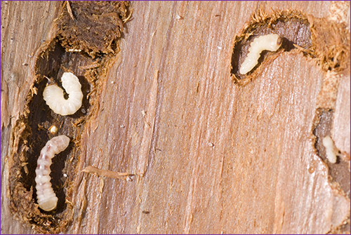 Treating Woodworm